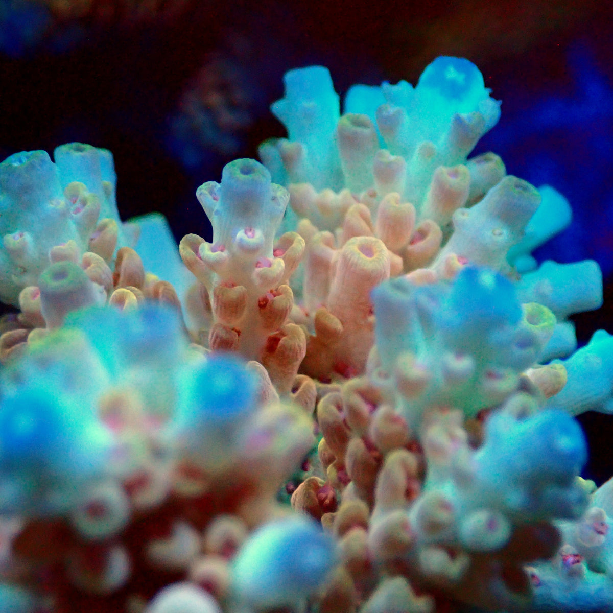 Acro Colony T3D2
