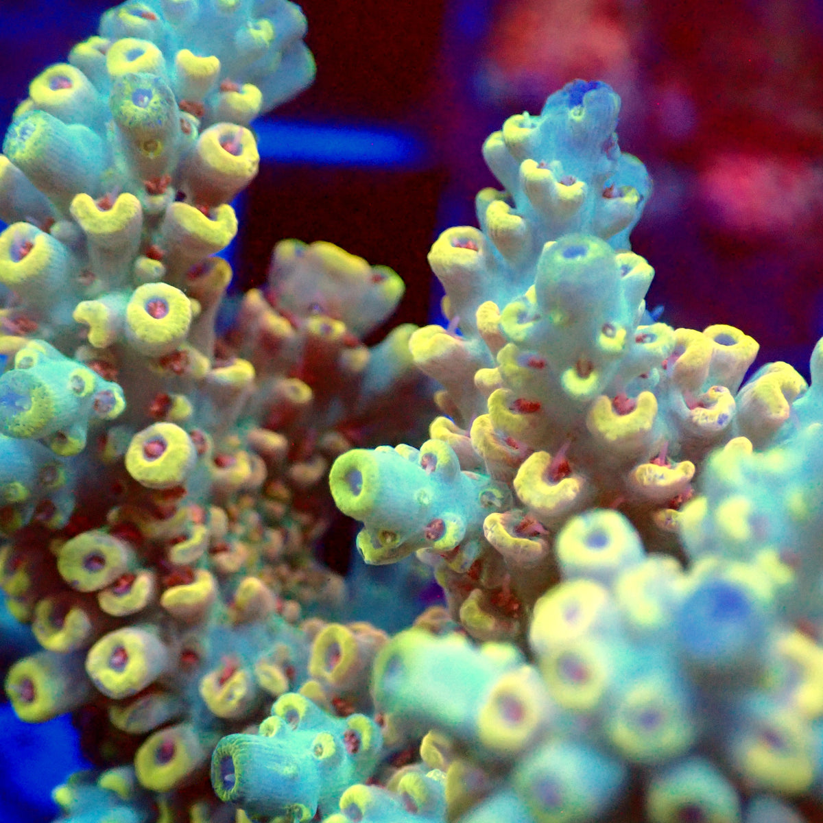 Acro Colony T3D3