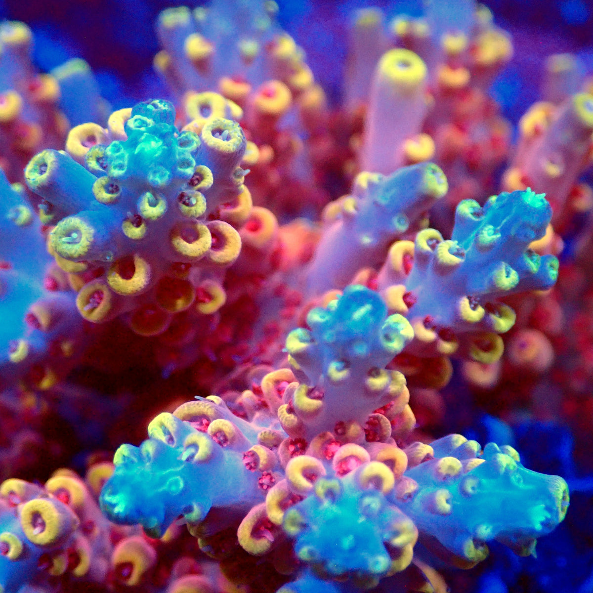 Acro Colony T3D4