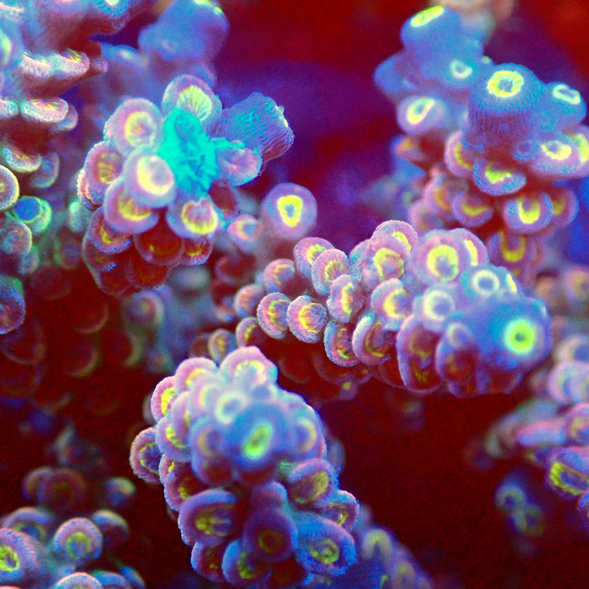 Acro Colony T3D7
