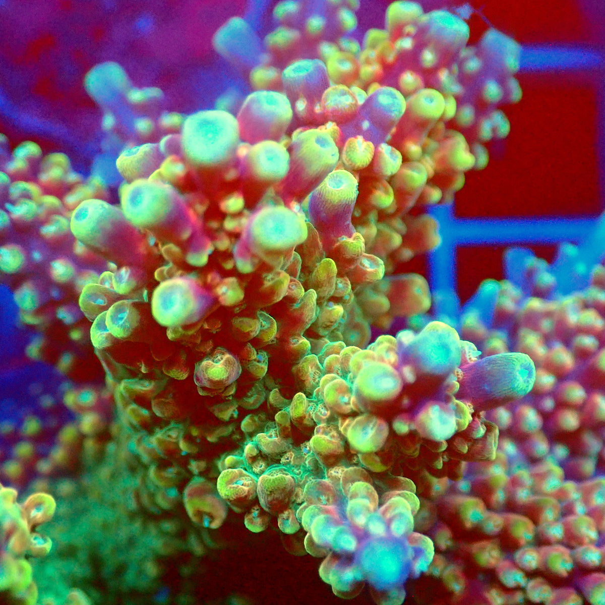 Acro Colony T3D8