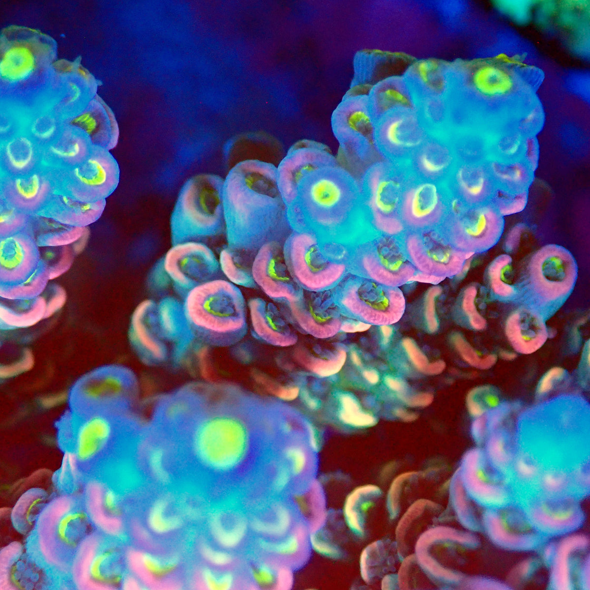 Acro Colony T3D9
