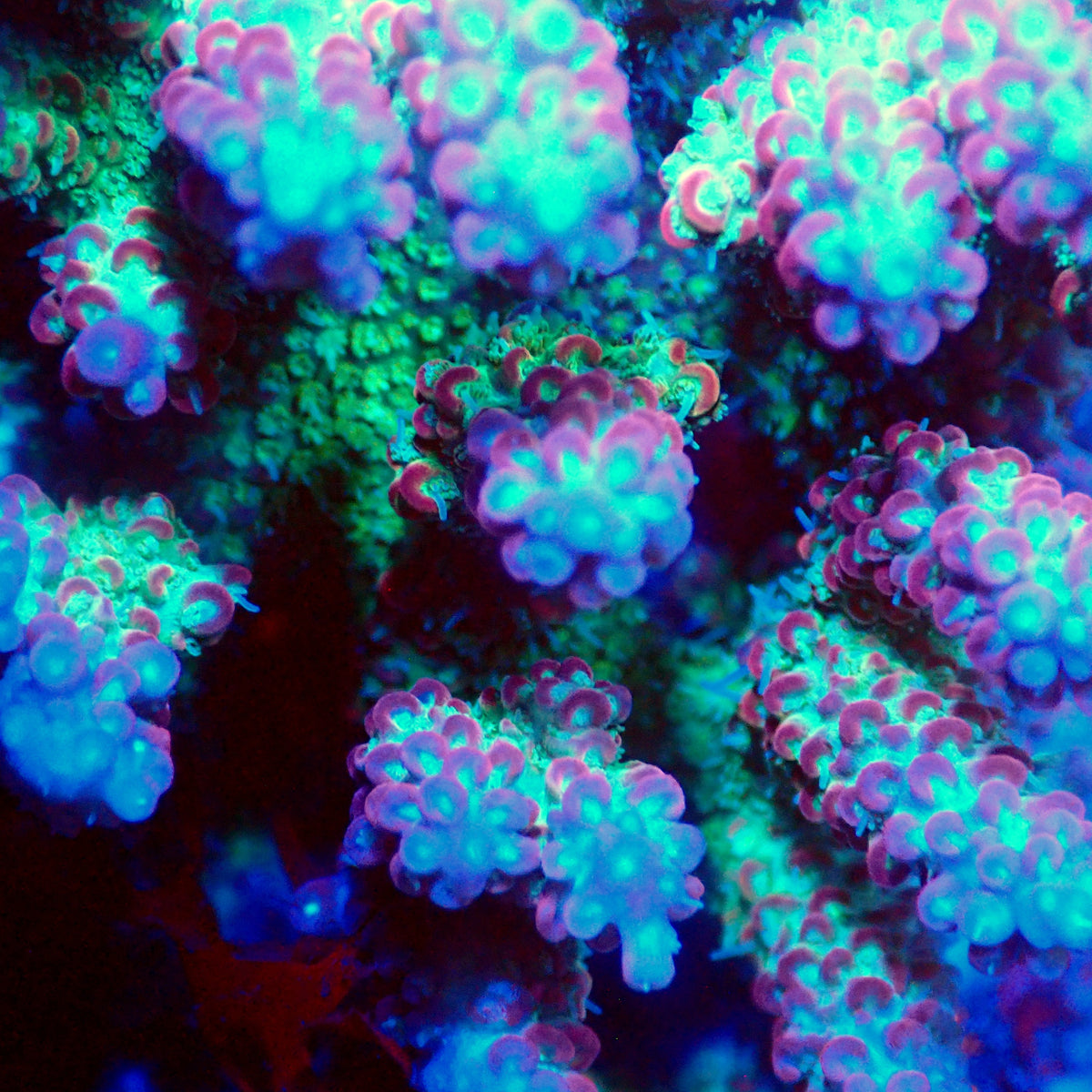 Acro Colony T3E1