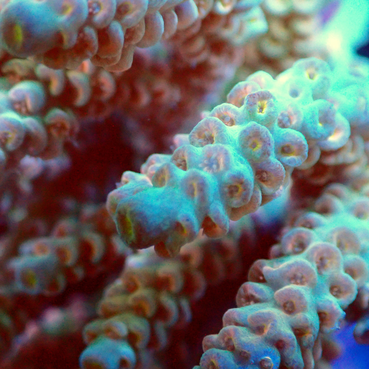 Acro Colony T3E10