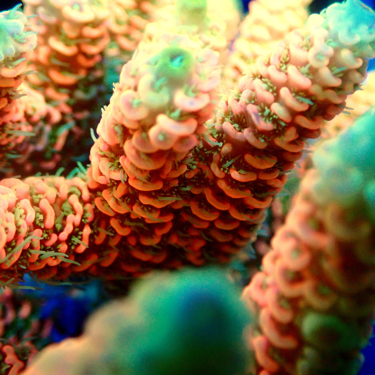 Acro Colony T3E11
