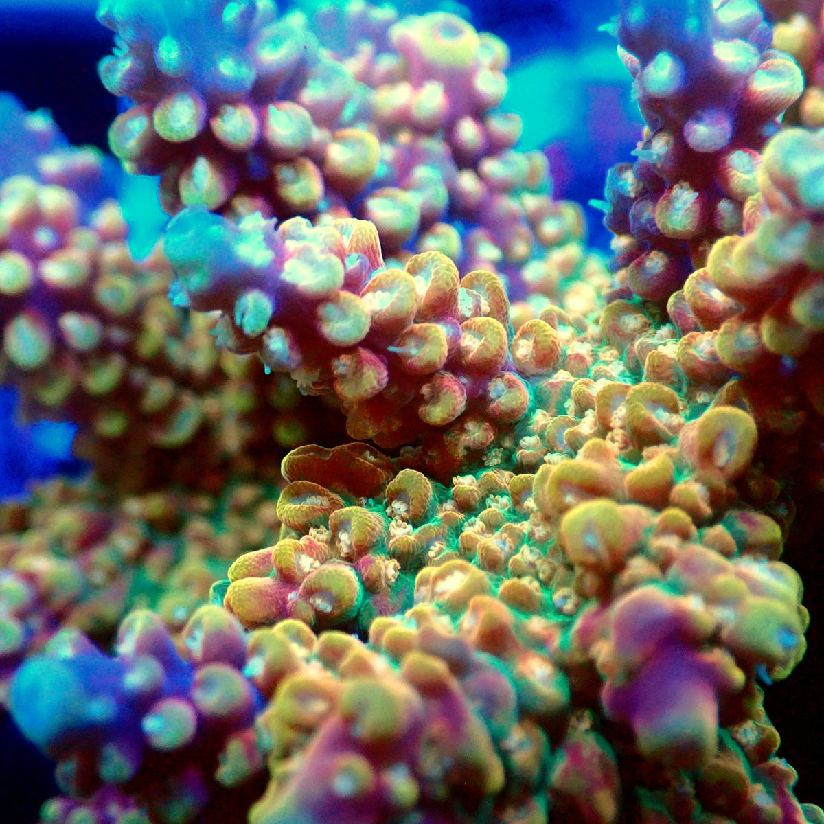 Acro Colony T3E12