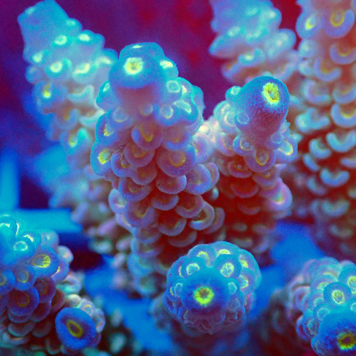 Acro Colony T3E13