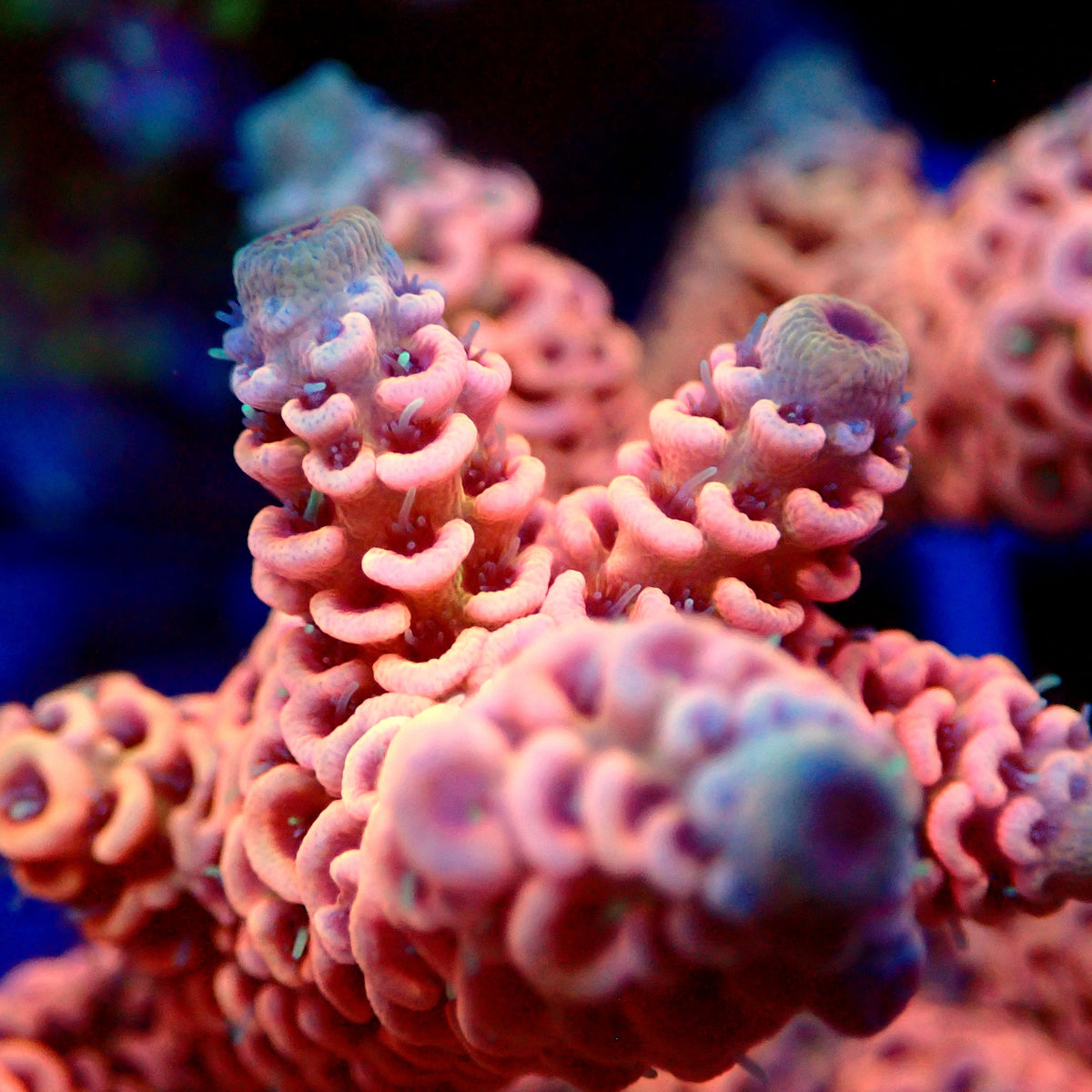 Acro Colony T3E14