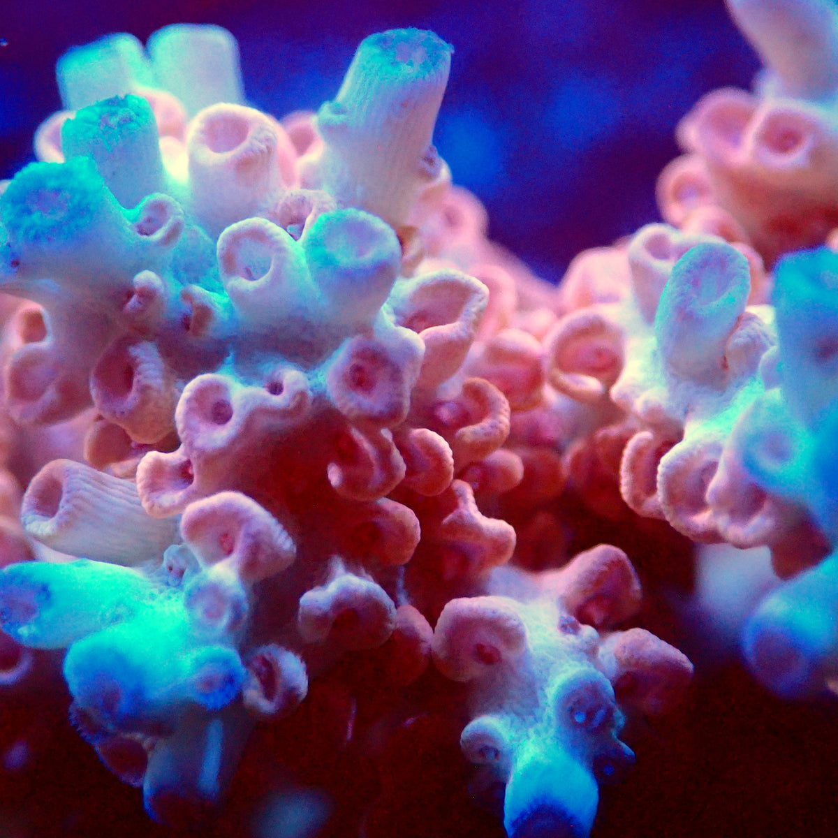 Acro Colony T3E15