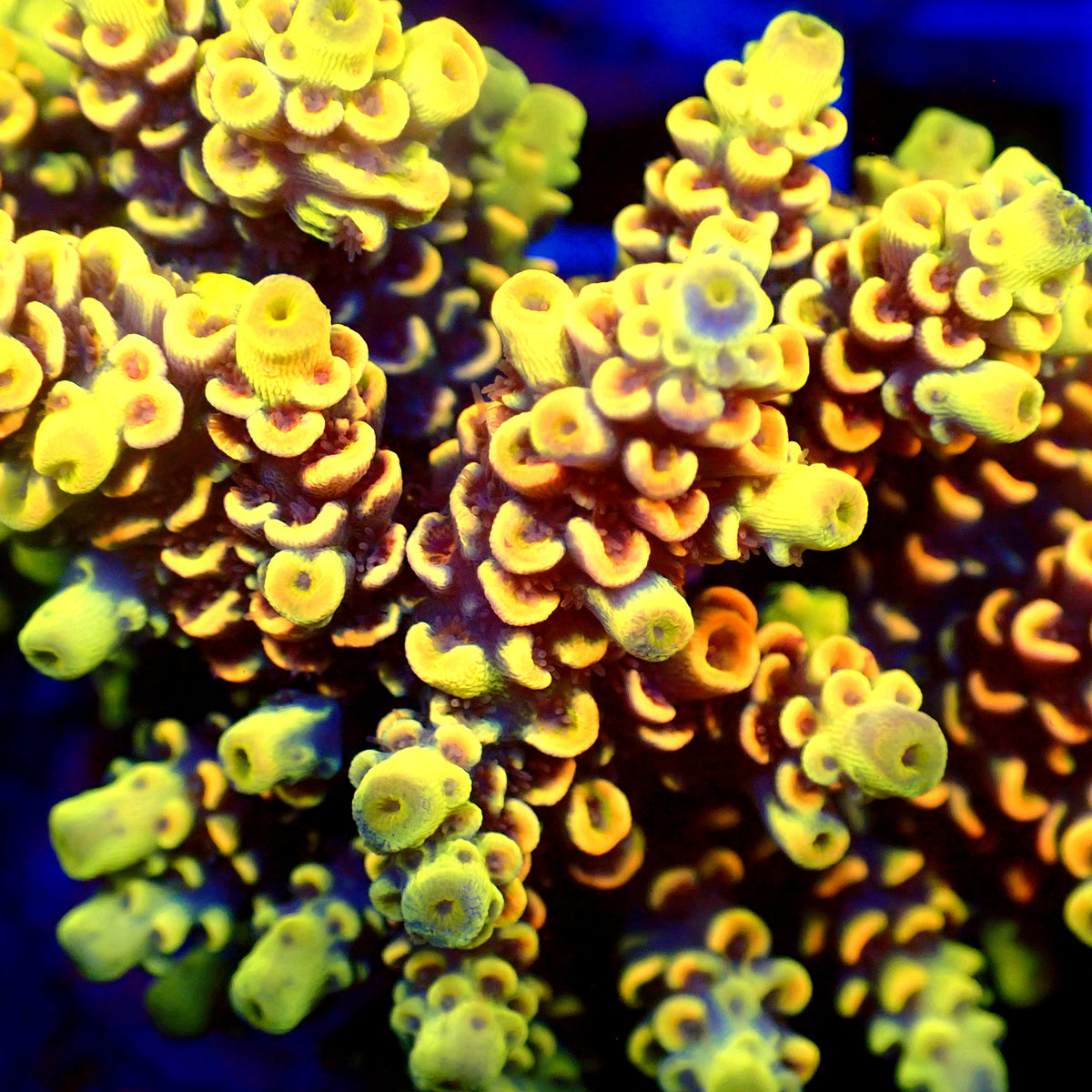 Acro Colony T3E2