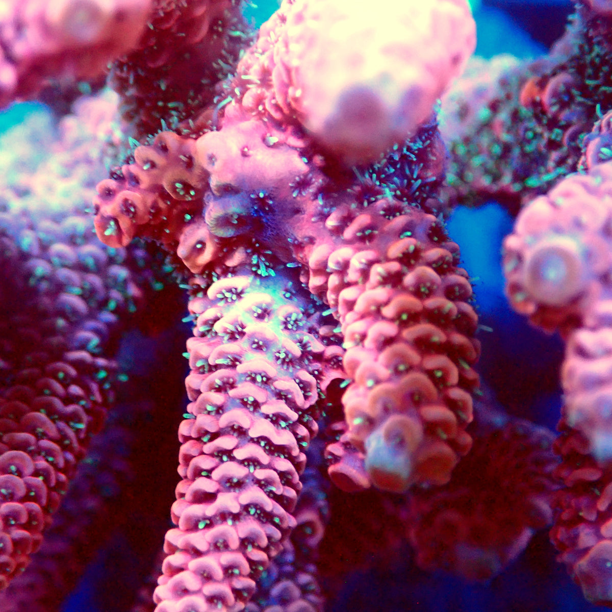 Acro Colony T3E4