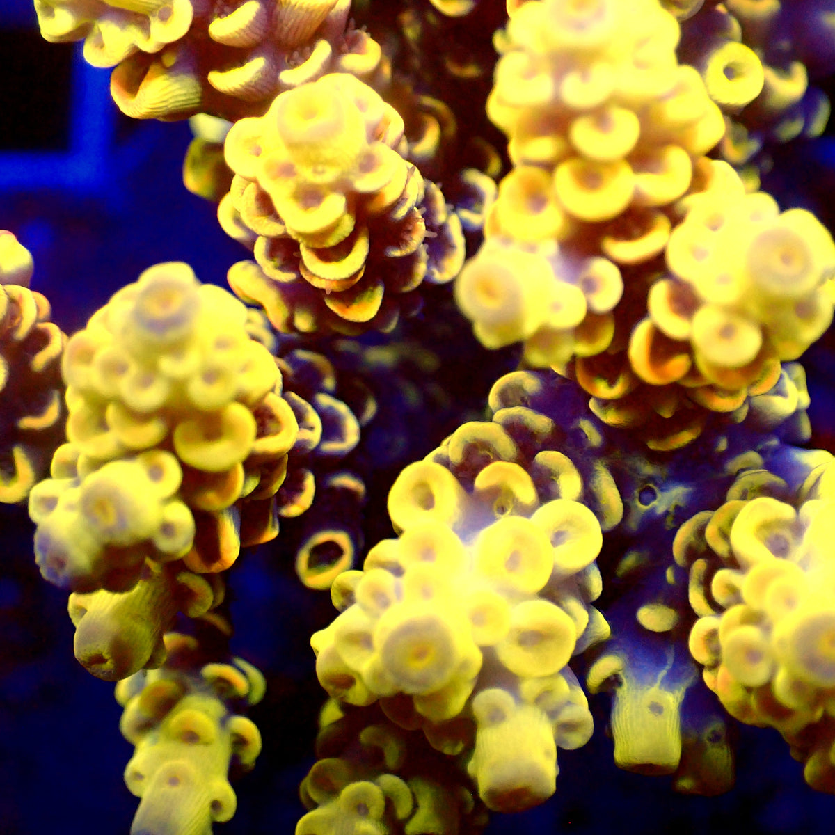 Acro Colony T3E6