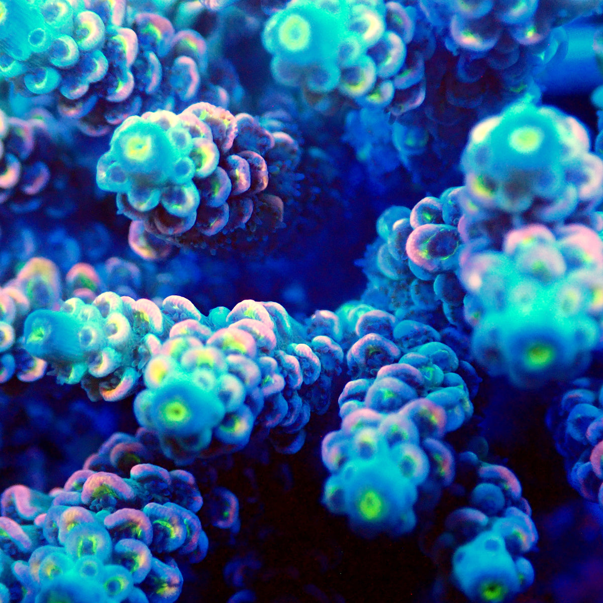 Acro Colony T3E7