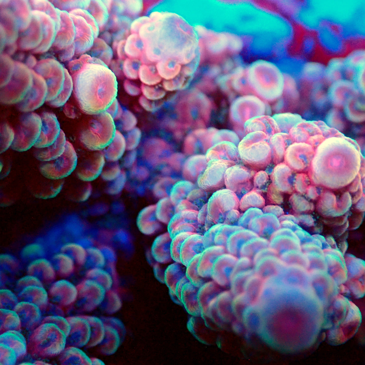 Acro Colony T3E8