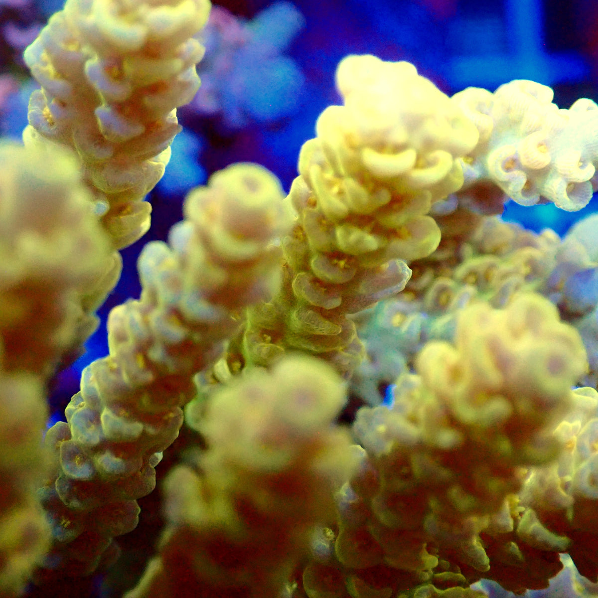 Acro Colony T3E9