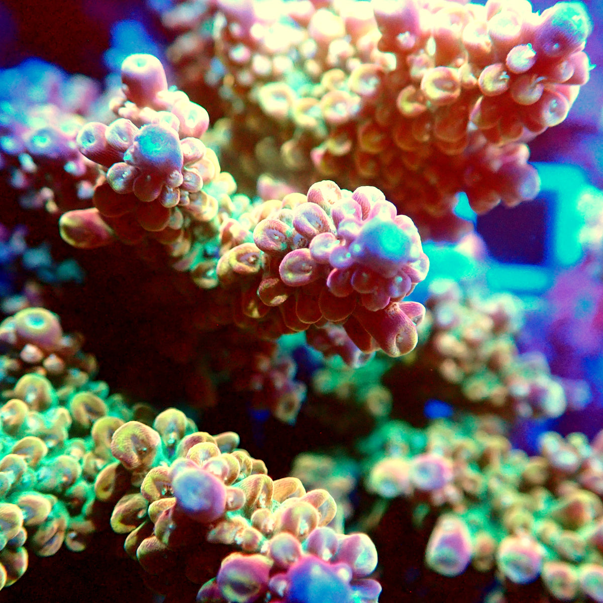 Acro Colony T3F1