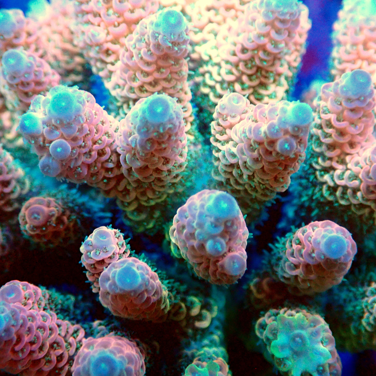 Acro Colony T3F10