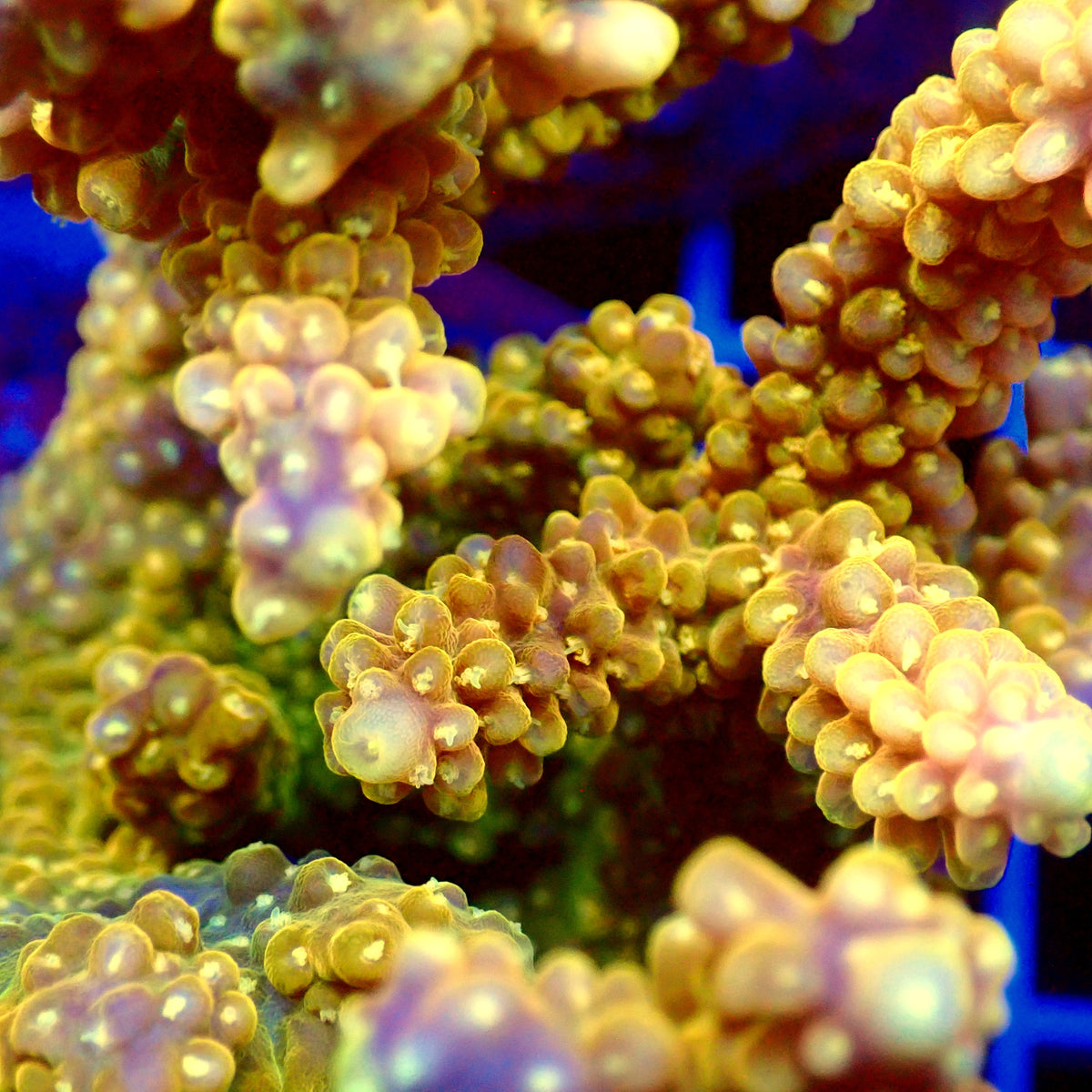 Acro Colony T3F11