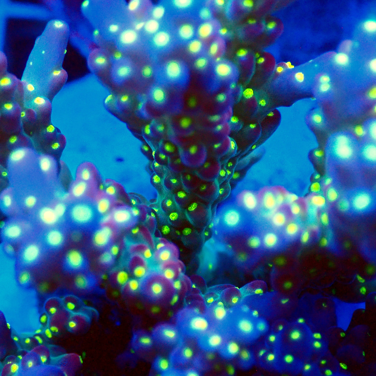 Acro Colony T3F12