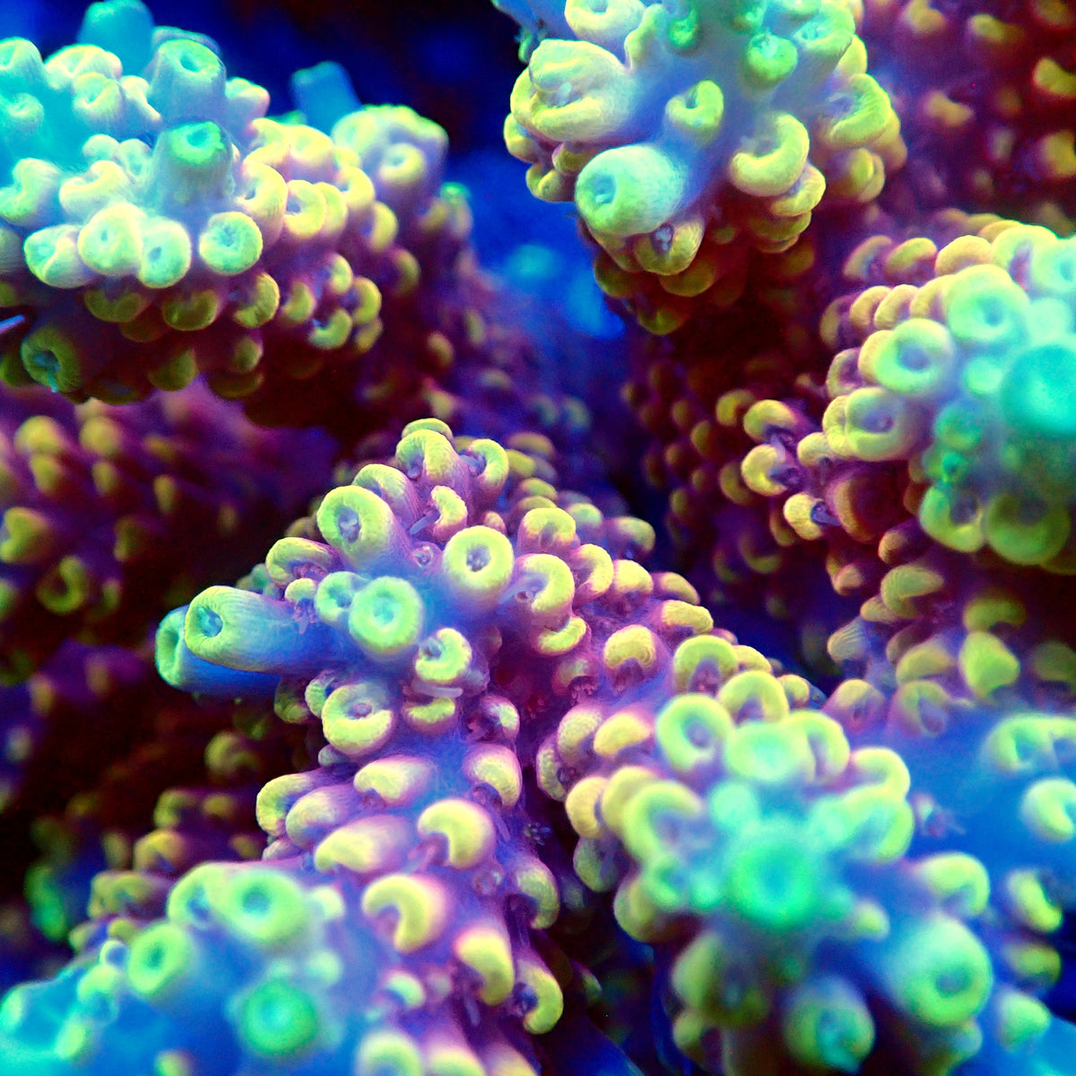 Acro Colony T3F13