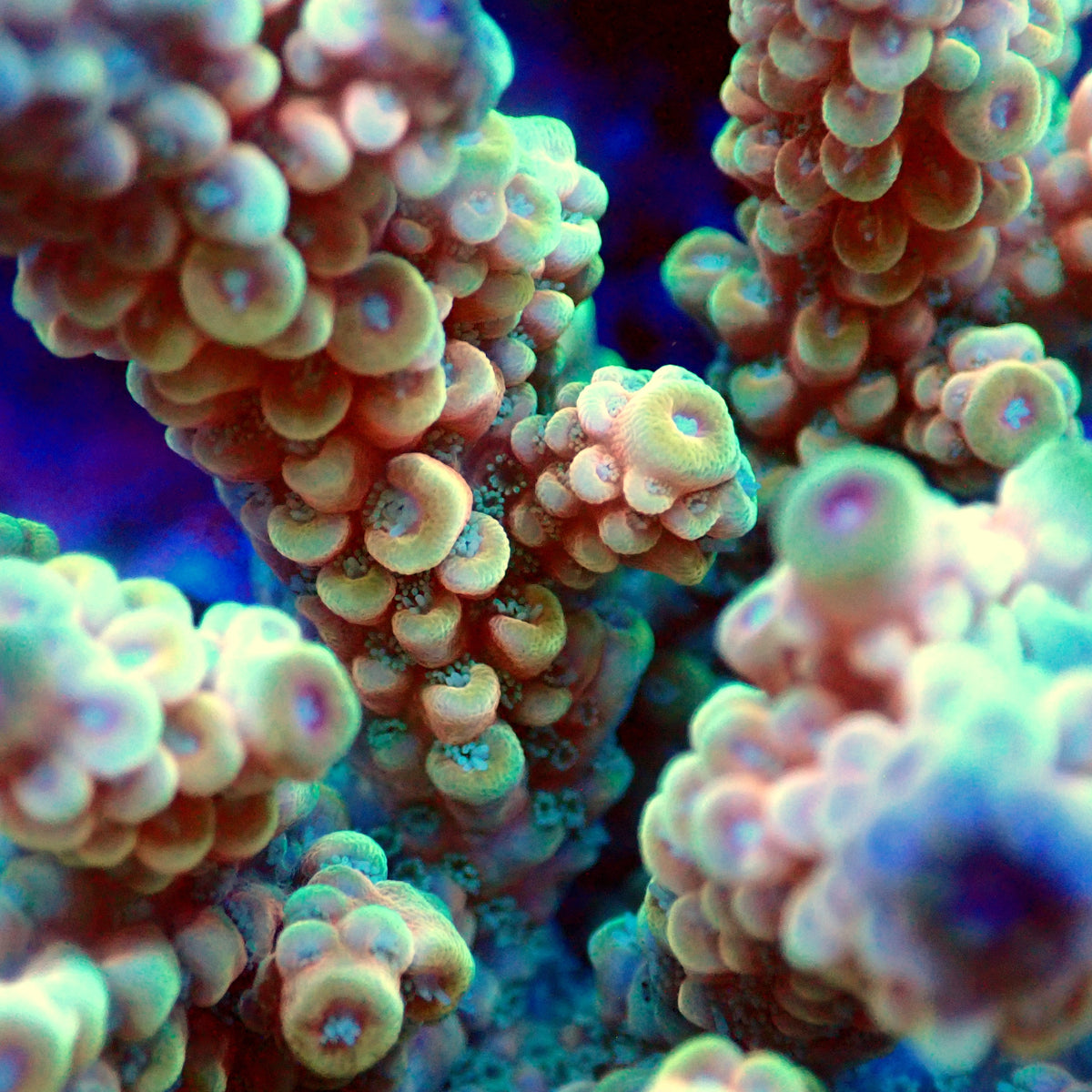 Acro Colony T3F14