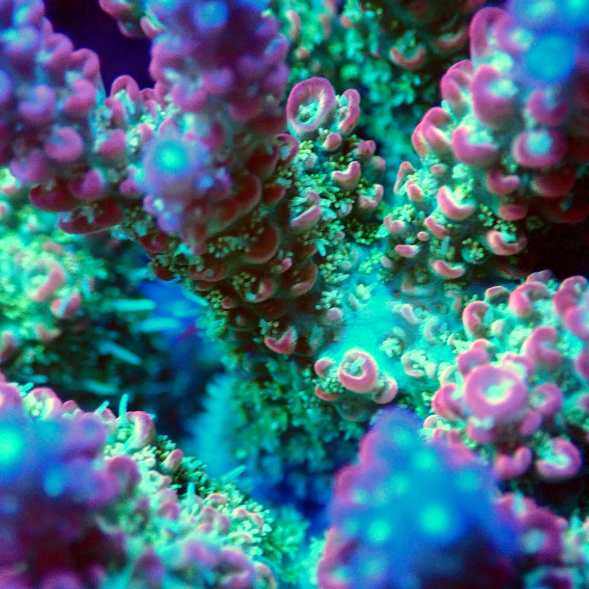 Acro Colony T3F15