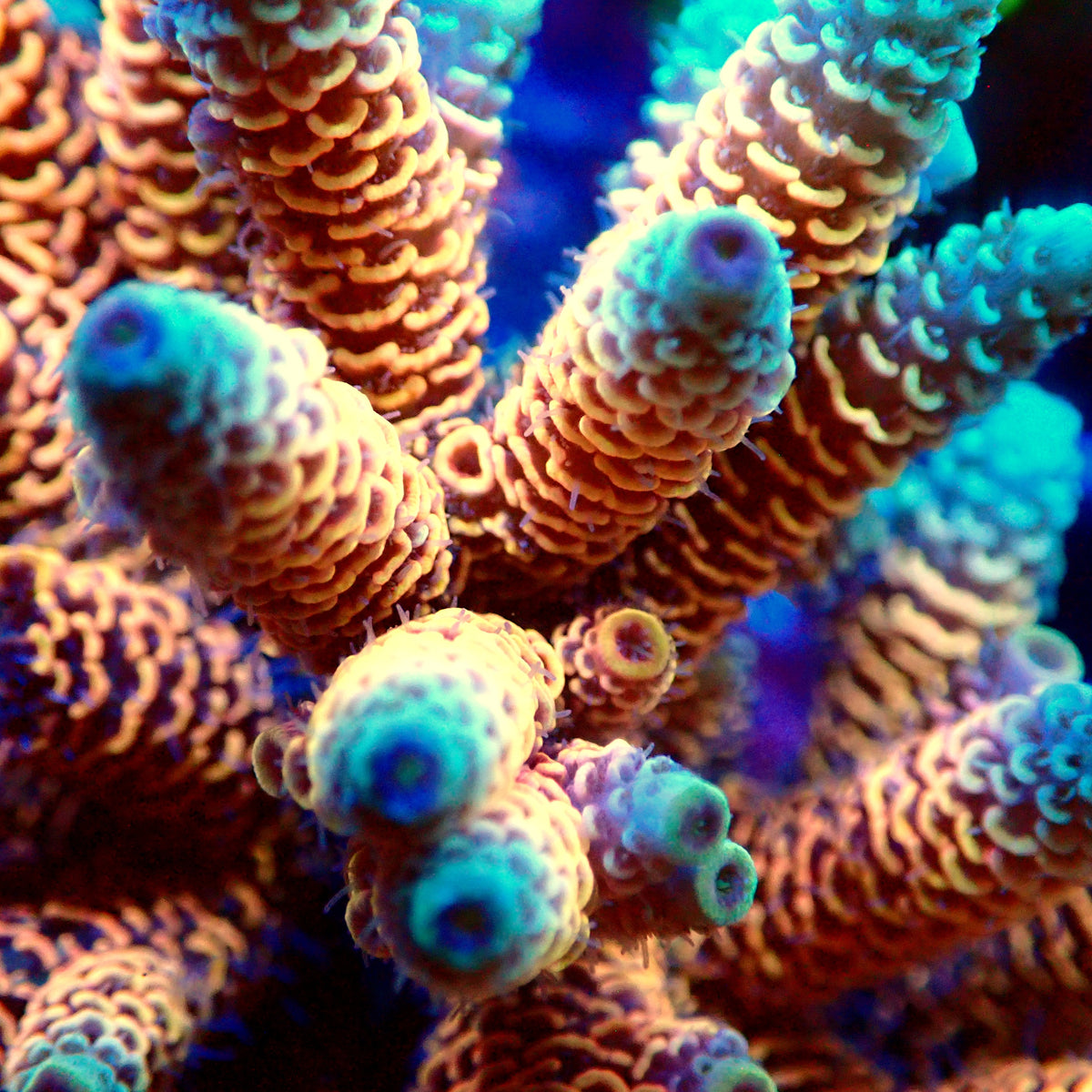 Acro Colony T3F2