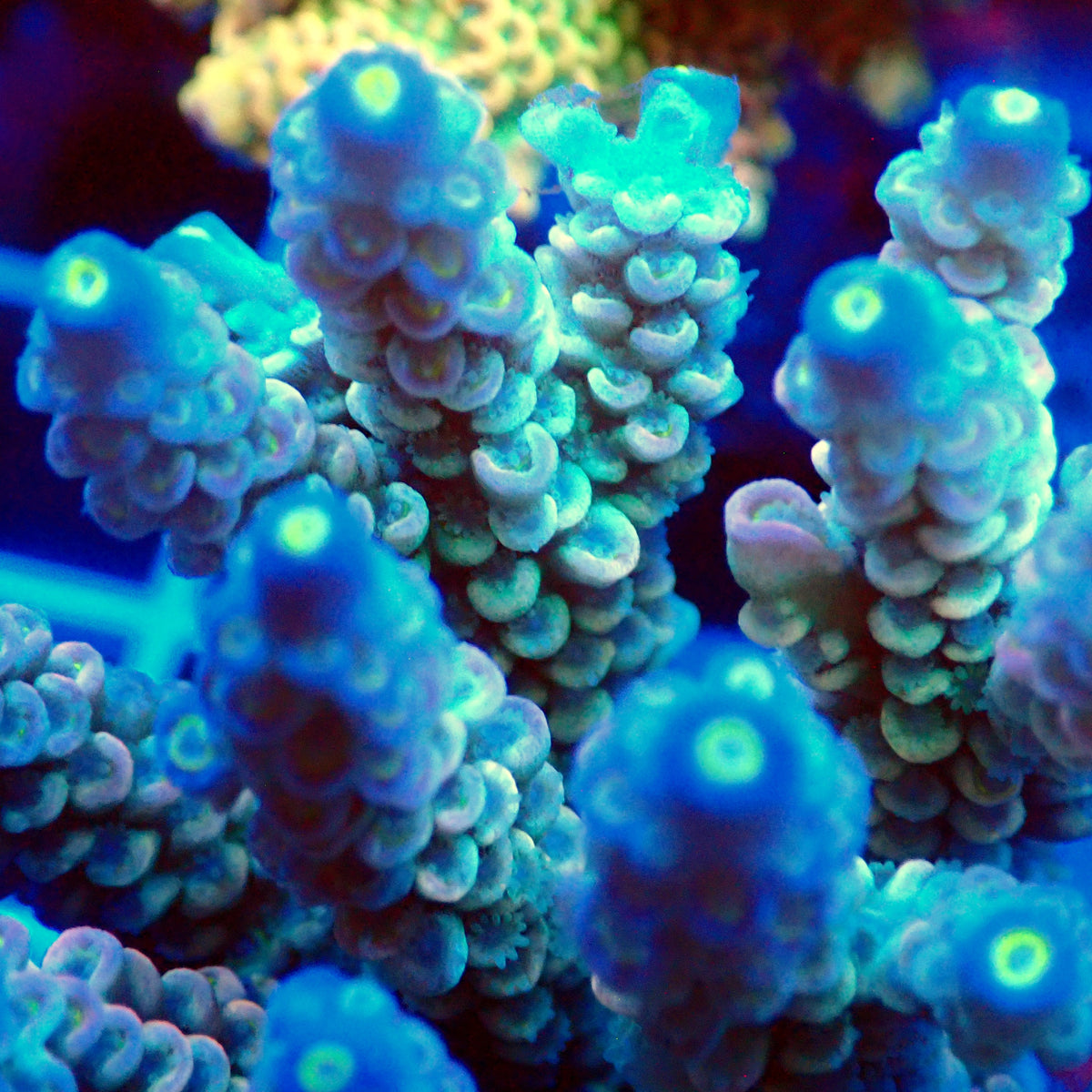 Acro Colony T3F3