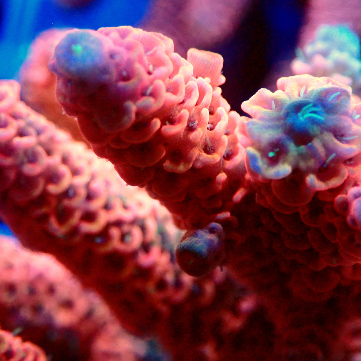 Acro Colony T3F4