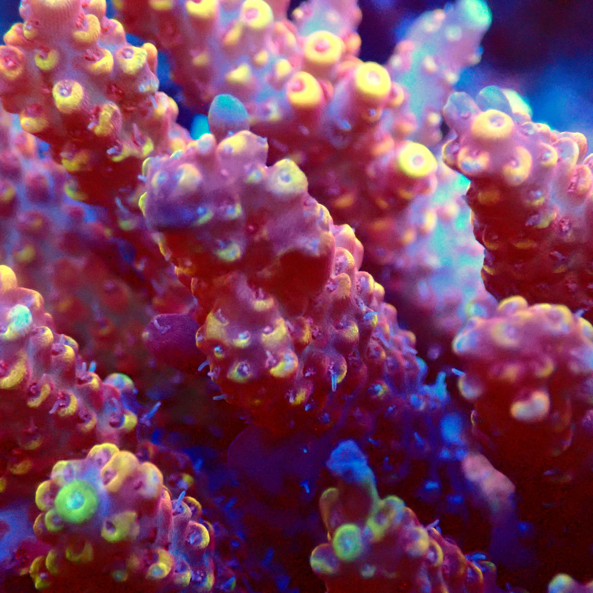 Acro Colony T3F5