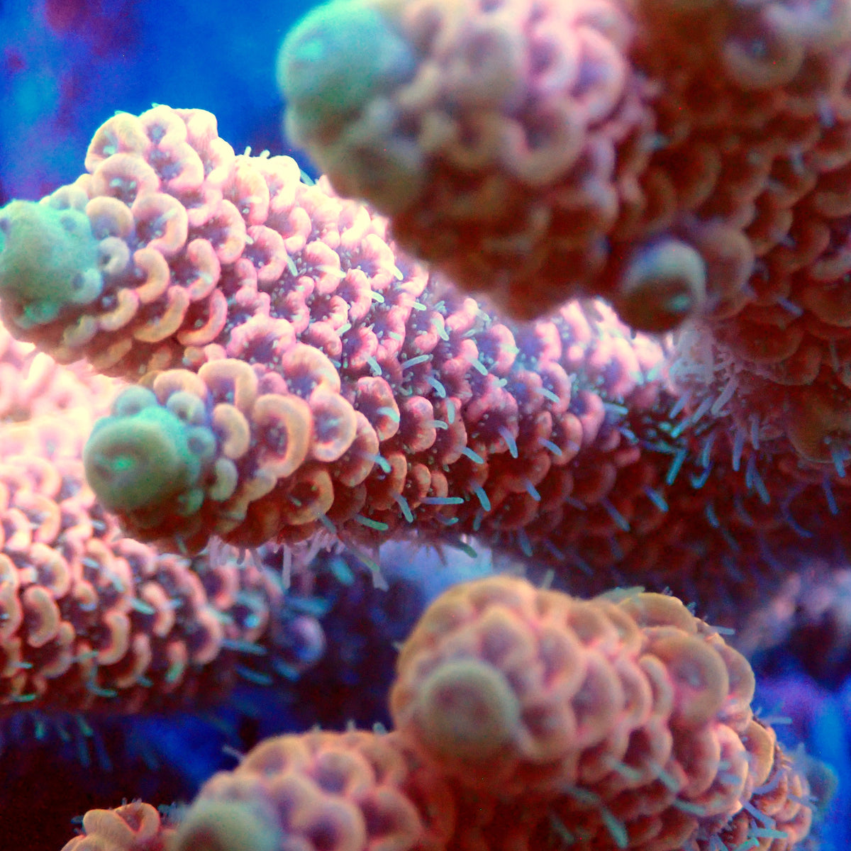 Acro Colony T3F6