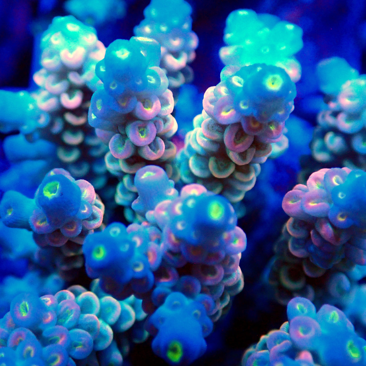 Acro Colony T3F7
