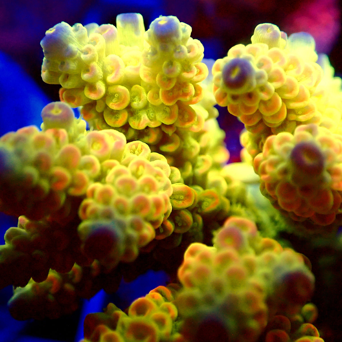 Acro Colony T3F8