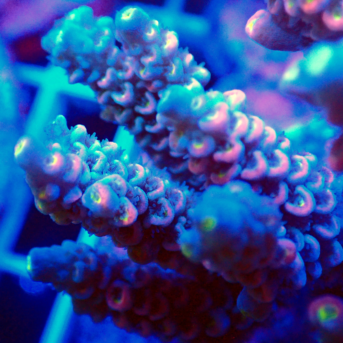 Acro Colony T3F9