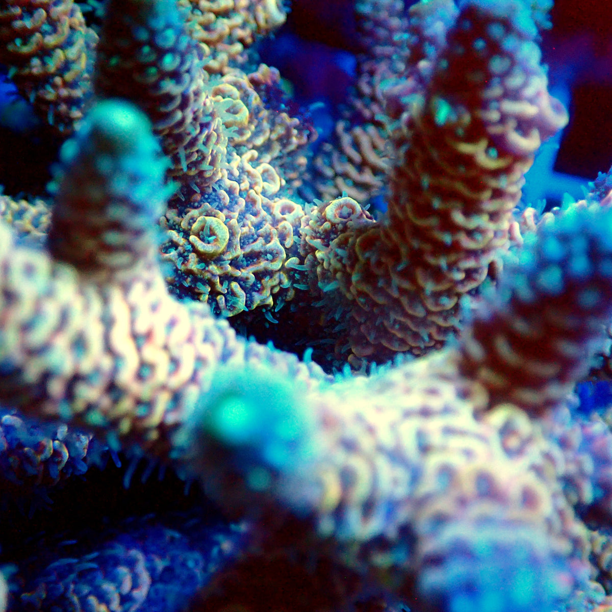 Acro Colony T3G1