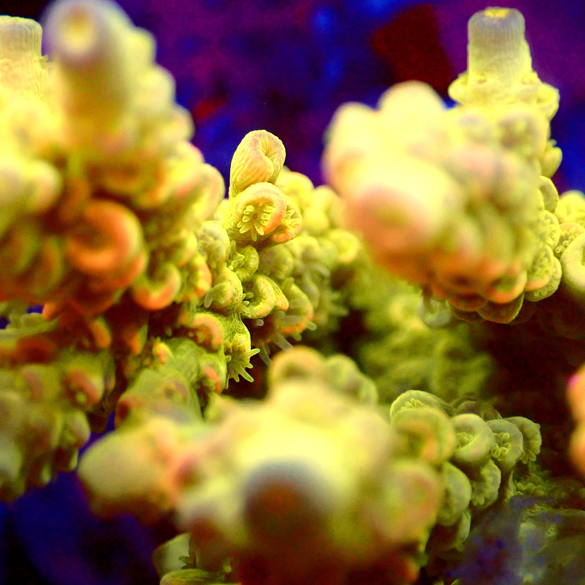 Acro Colony T3G10