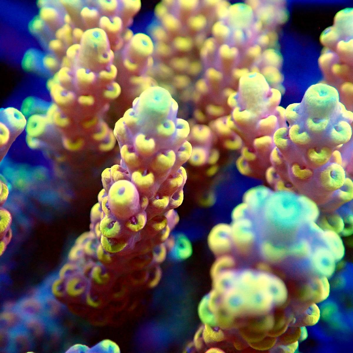 Acro Colony T3G11