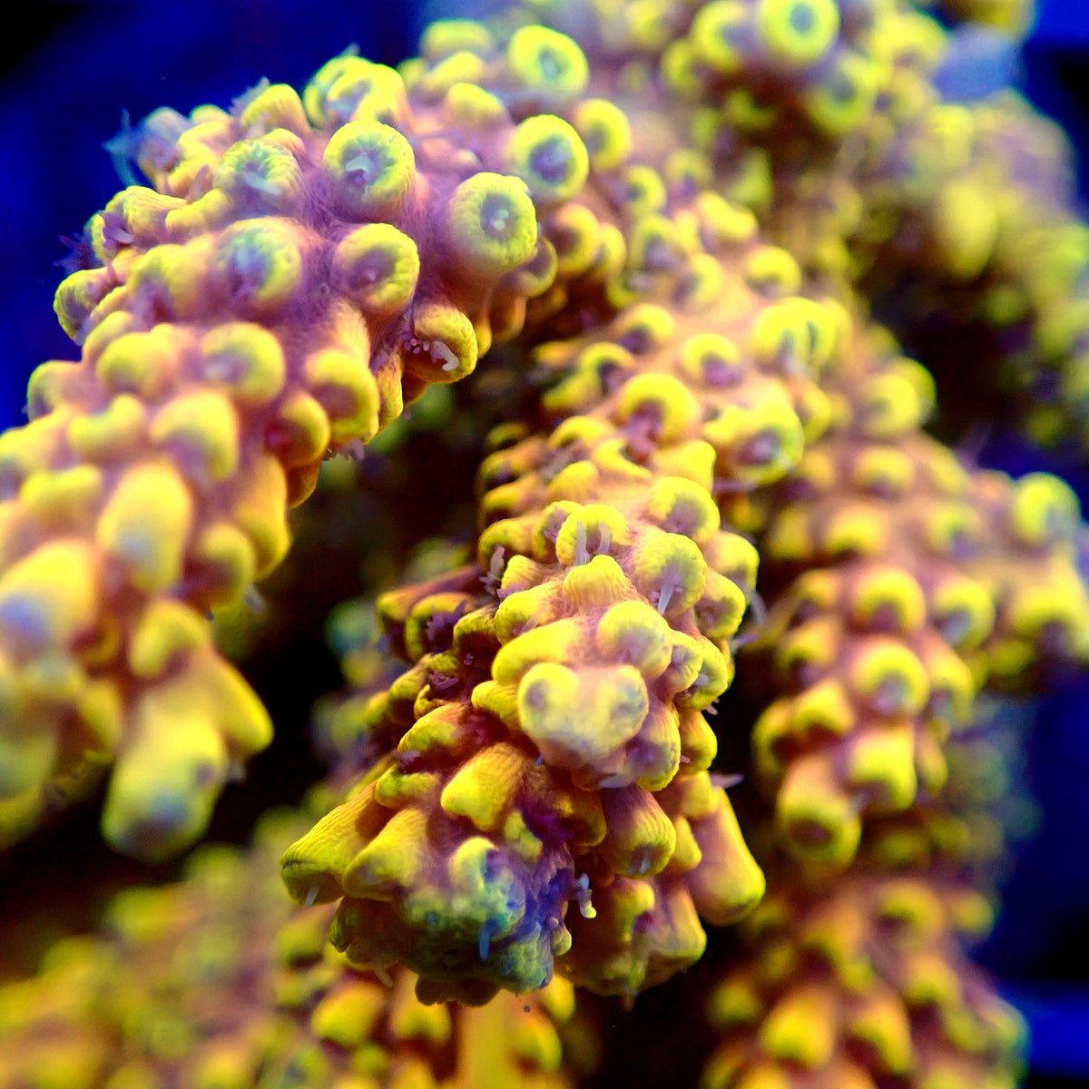 Acro Colony T3G12