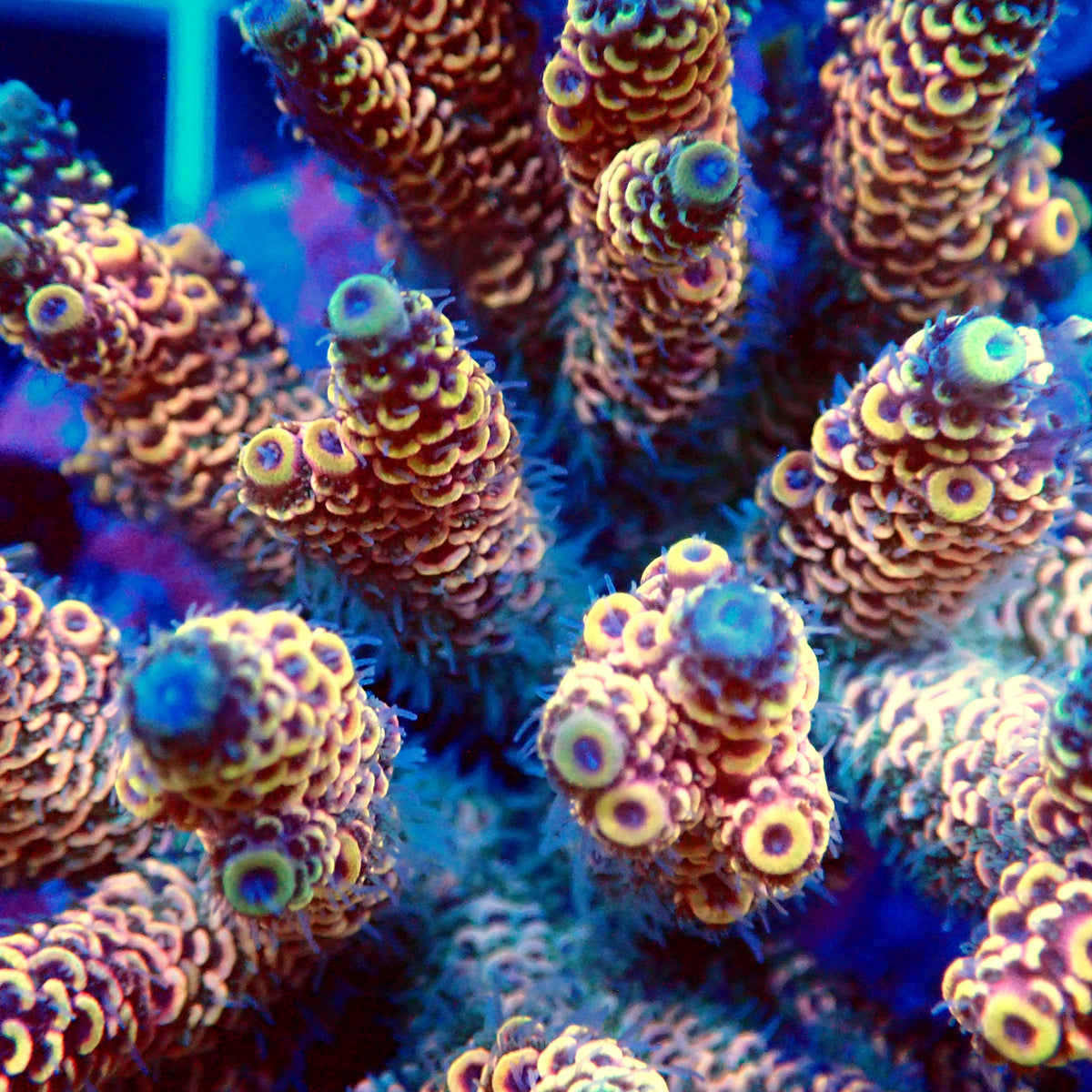Acro Colony T3G13