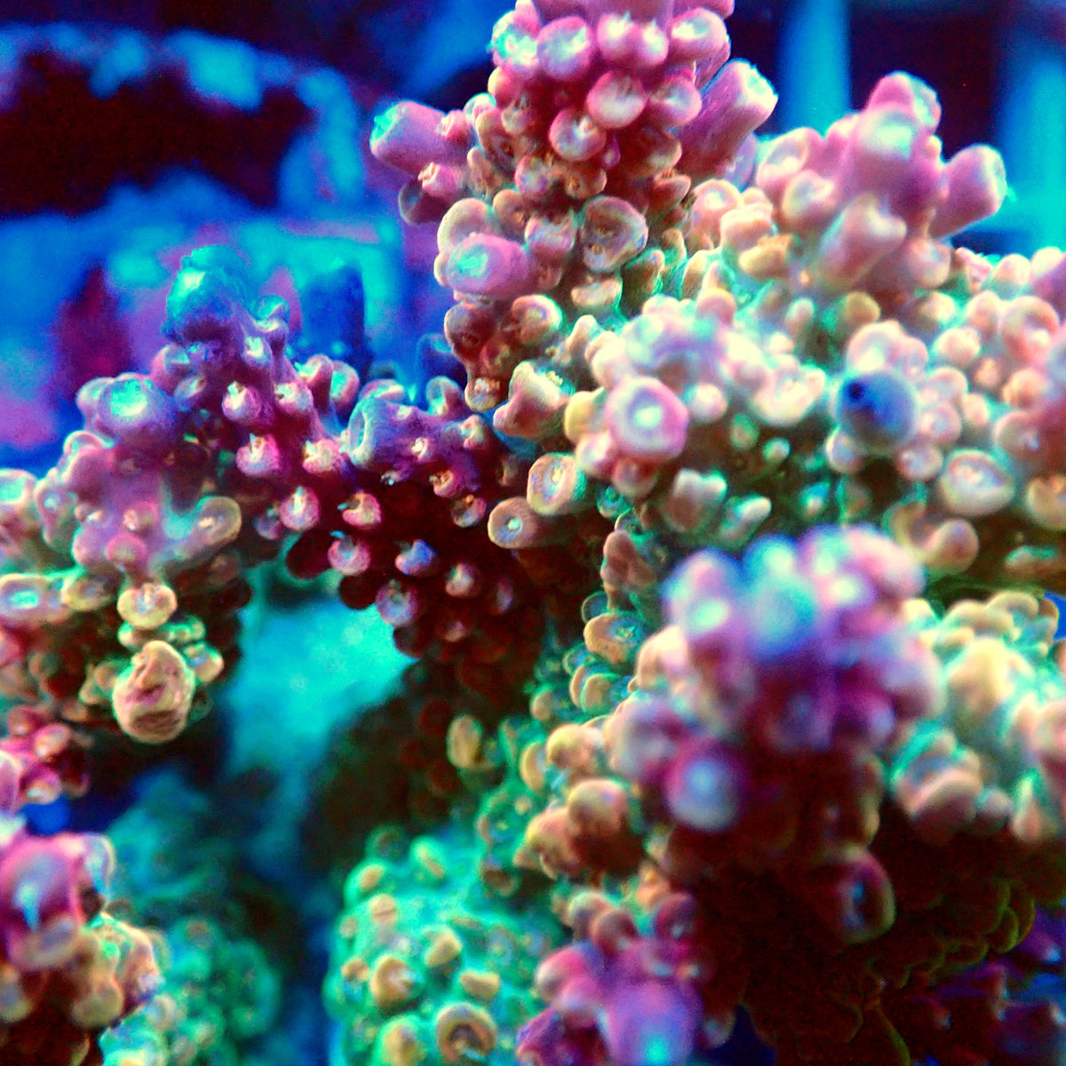 Acro Colony T3G14