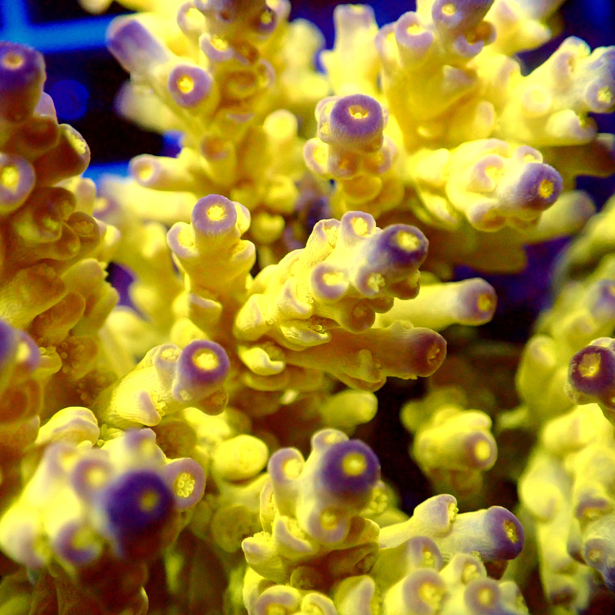 Acro Colony T3G15