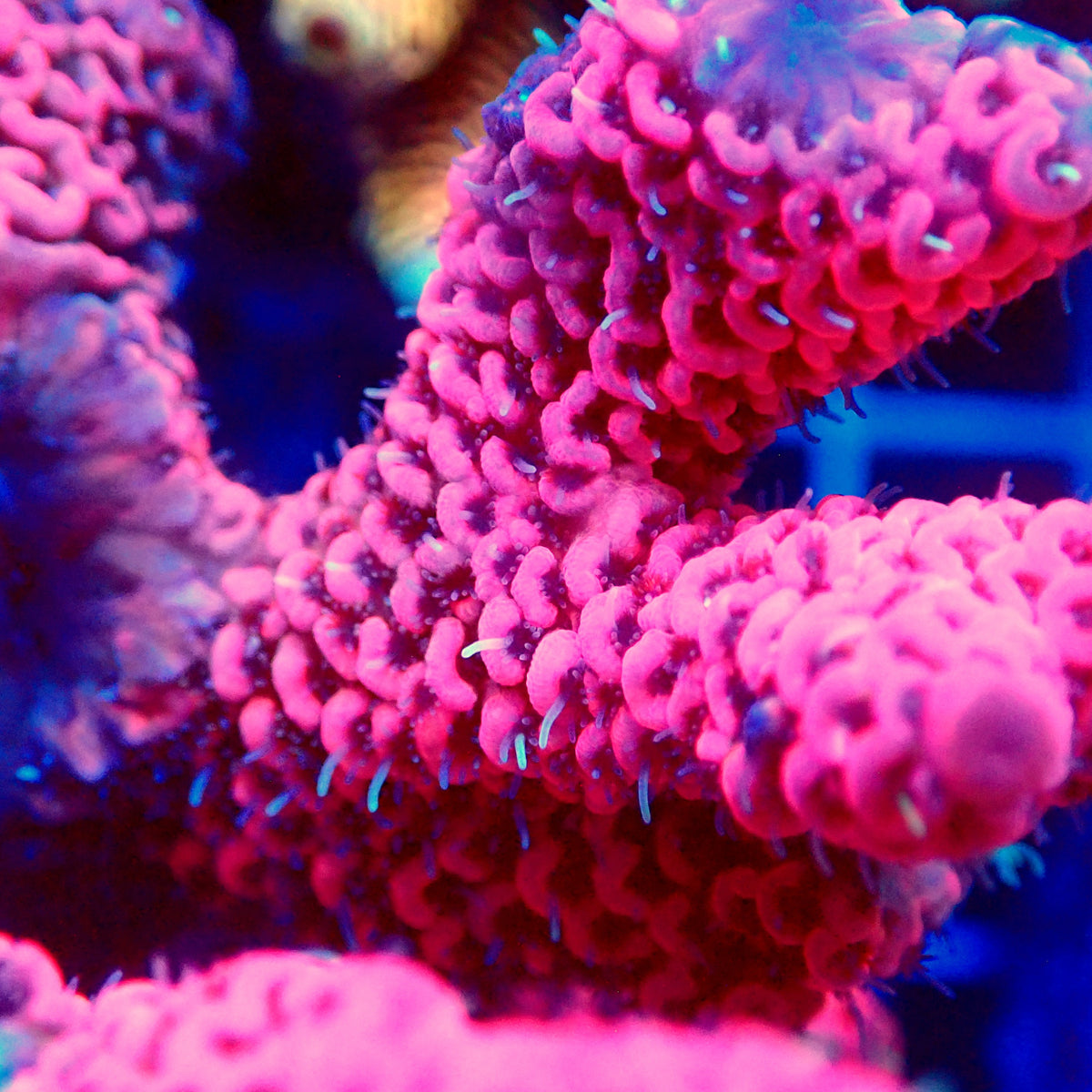 Acro Colony T3G2