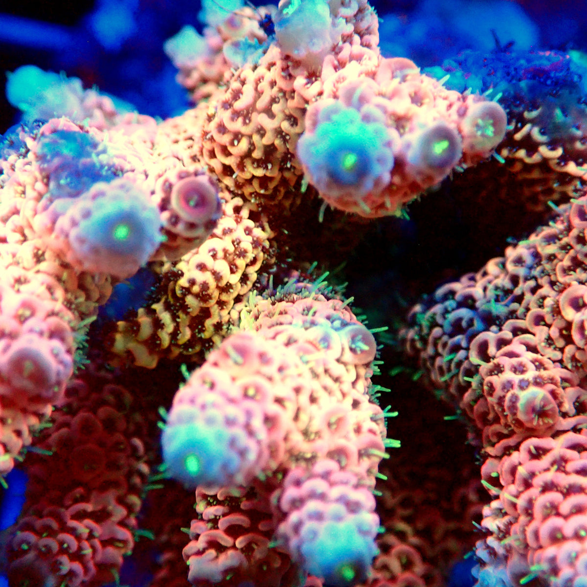 Acro Colony T3G3
