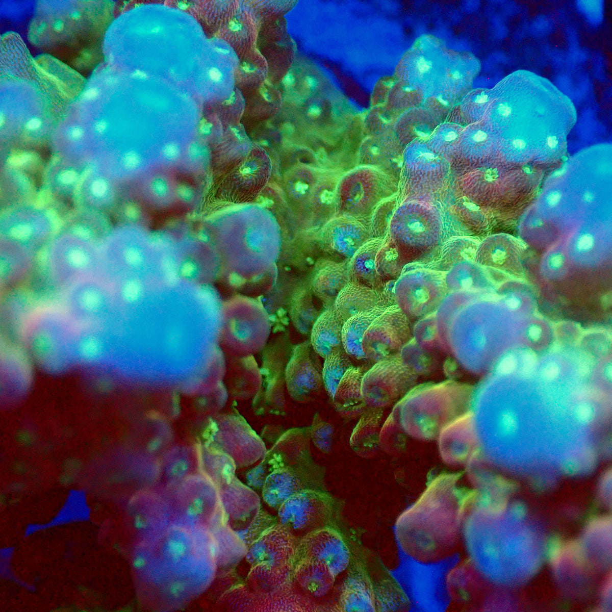 Acro Colony T3G4