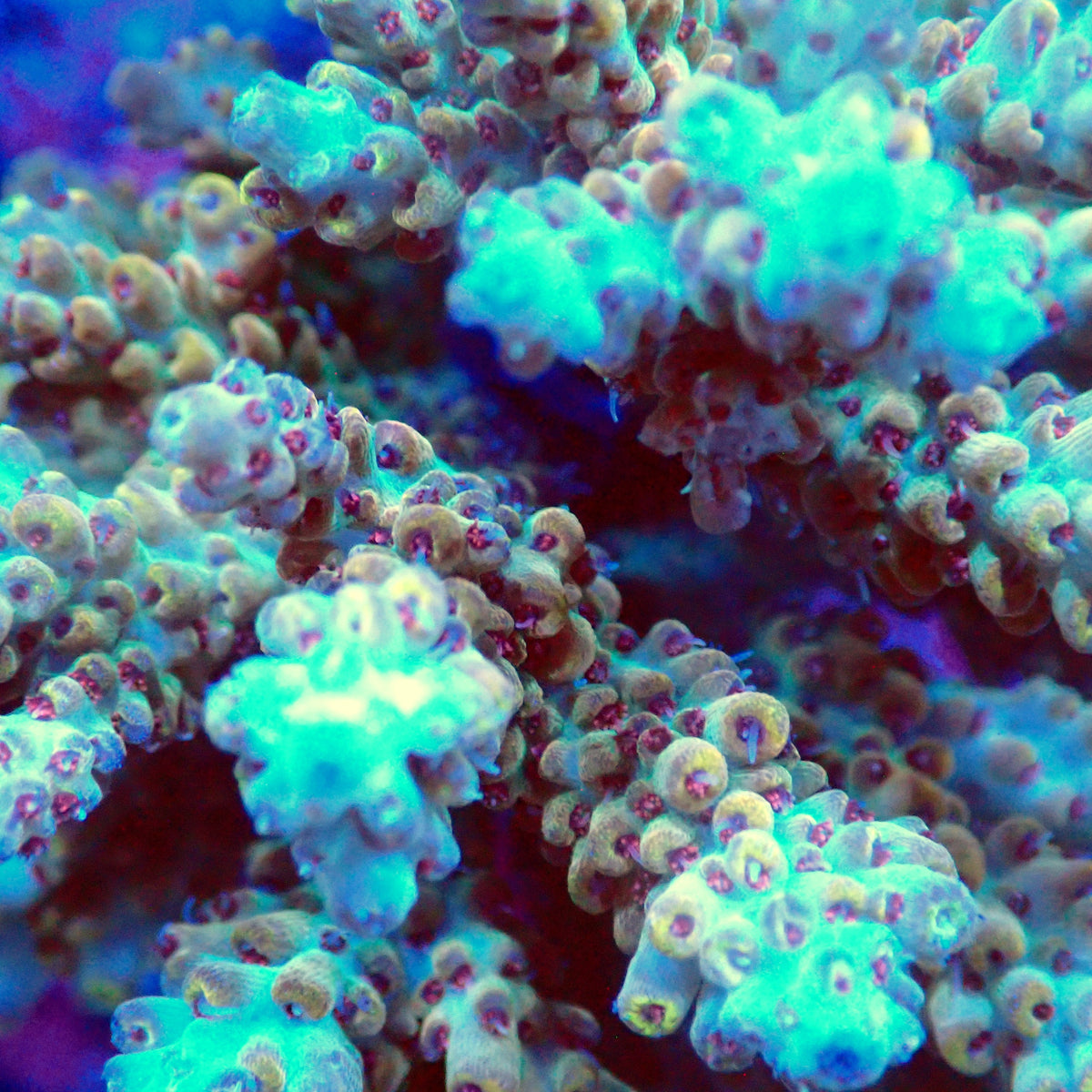 Acro Colony T3G5