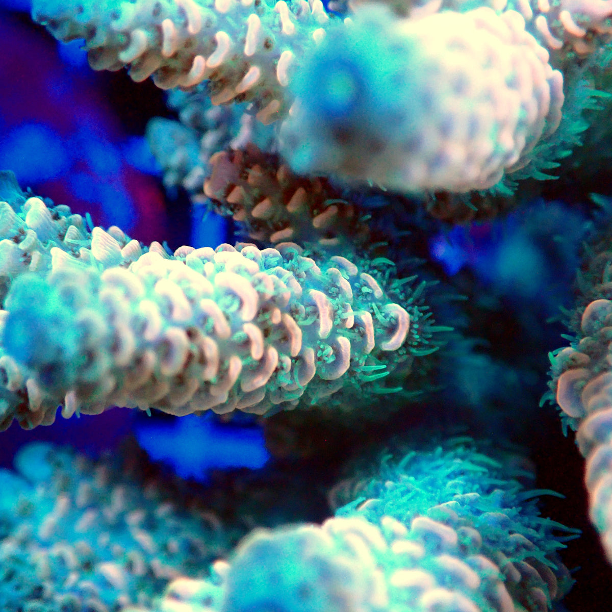 Acro Colony T3G6