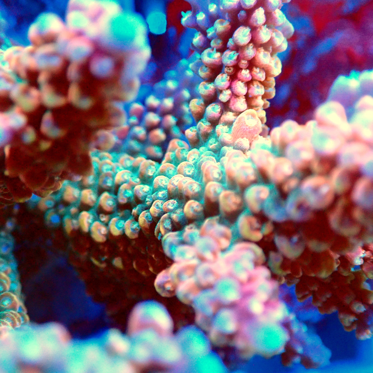Acro Colony T3G7