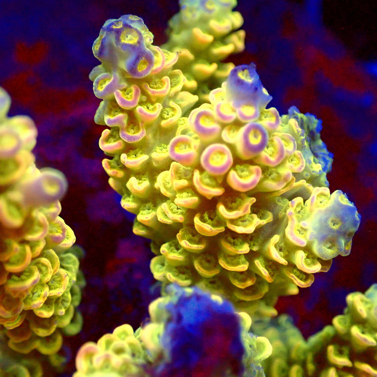 Acro Colony T3G8