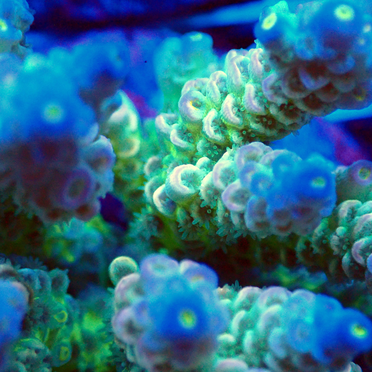 Acro Colony T3G9
