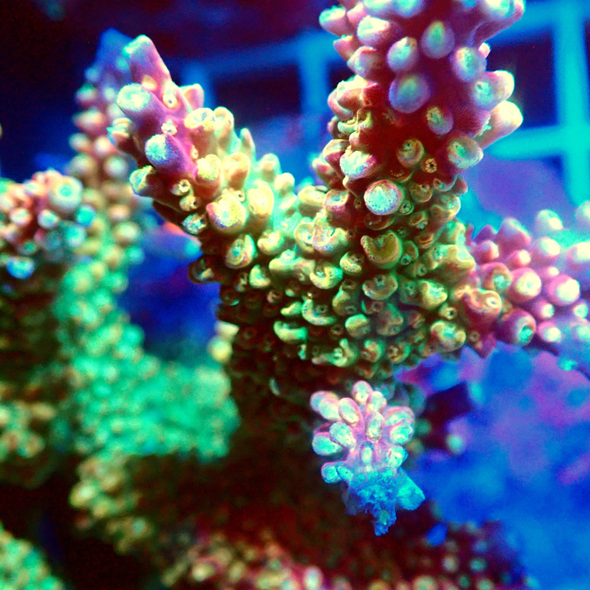 Acro Colony T3H1